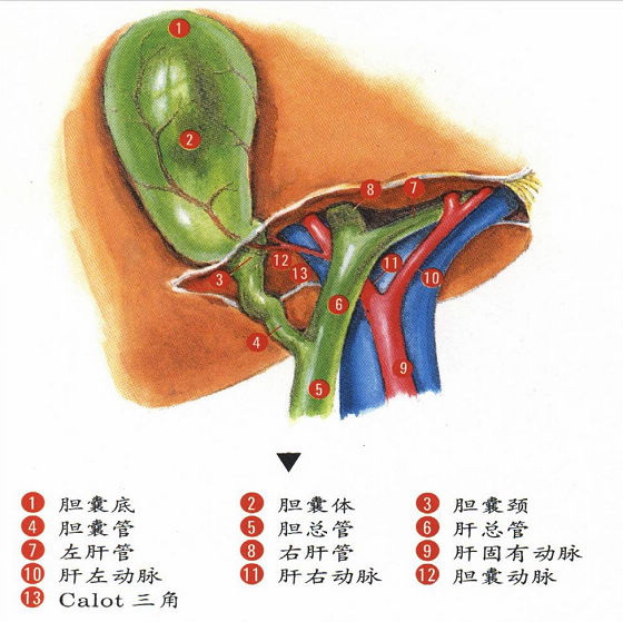 你了解胆囊吗？