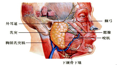 腮腺肿瘤的外科治疗